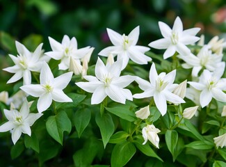Obraz premium White, star-shaped flowers in the garden, blurred background, dark green leaves, macro photography, blurred foreground, bokeh effect, high-resolution photography, high detail, high quality, high defin