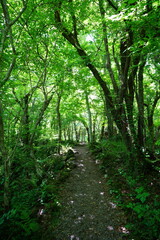 fine spring path and old trees