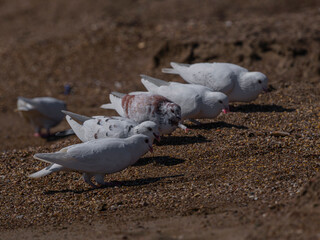 white doves on the beach