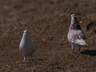 white doves on the beach