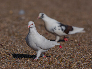 white doves on the beach