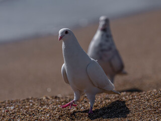 white doves on the beach