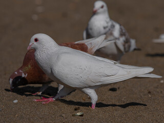 white doves on the beach