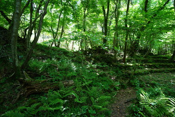spring forest and path in the mild sunlight