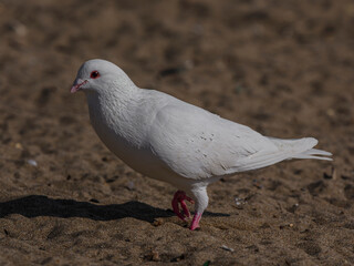 white dove on the beach