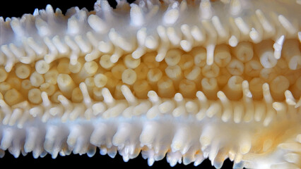 Starfish Asterias rubens under microscope, family Asteriidae. Asteroidea. The ambulacral legs are visible in the photo. White Sea
