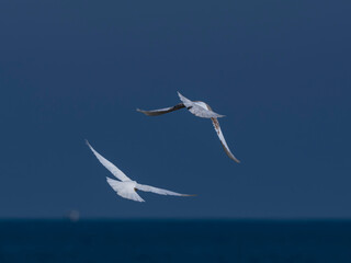 white doves flying in the sky