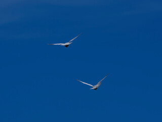 white doves flying in the sky