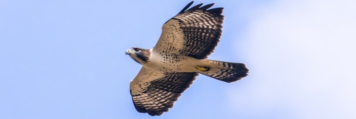 Soaring hawk against a clear sky