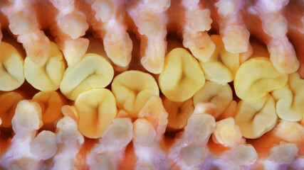 Starfish Henricia sp. under microscope, family Echinasteridae. Asteroidea.The ambulacral legs are visible in the photo. White Sea