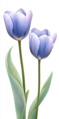 Elegant Blue Tulips with Smooth Petals Standing Gracefully Against a Simple White Background