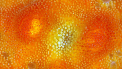 Starfish Poraniomorpha tumida under microscope, class Asteroidea, Poraniidae family. Rare.The photo...