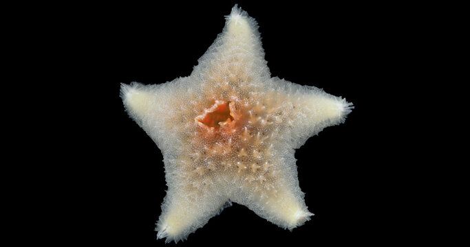 Yong starfish Pteraster militaris under microscope, class Asteroidea. Size 1 cm. White Sea