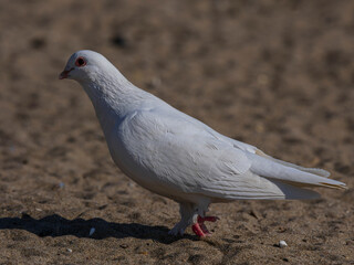 white dove on the beach