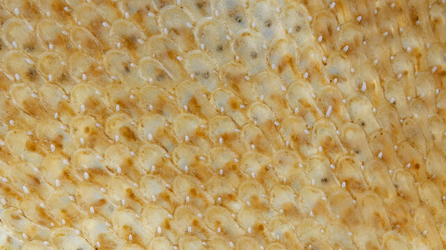 Bryozoa Flustra foliacea under microscope, Cheilostomatida order. The photo shows multi-row horny cells in which zooids are located. White sea