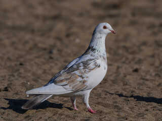 white dove on the beach