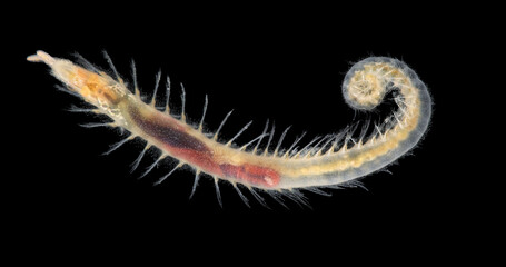 Worm Polychaeta Flabelligera sp., family Flabelligeridae. Known as bristle-cage worms. In photo worm is without a protective cocoon of mucus and mud around its body. White Sea