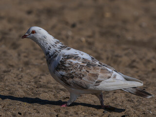 white dove on the beach
