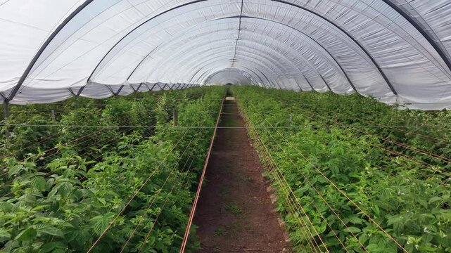 Aerial skims tops of raspberry plant rows in commercial greenhouse