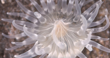 Cnidaria Aulactinia stella close-up, order Actiniaria. Tentacles and mouthparts are visible. White Sea