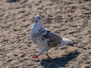 white dove on the beach