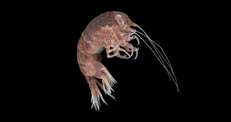 Amphipoda Crustacea Hyperia galba, family Hyperiidae. They parasitize on jellyfish Aurelia aurita,...