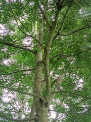 view from under a large old tree with lush branches