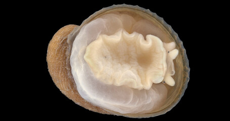 Sea snail Limneria undata, Mollusca under microscope, class Gastropoda. They feed on hydroid polyps and bryozoans. White sea