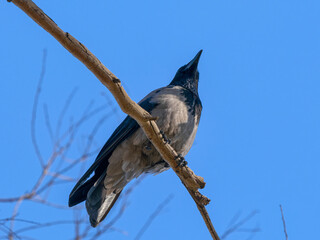 a beautiful crow on a tree branch