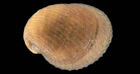 Shell sea snail Limneria undata, Mollusca under microscope, class Gastropoda. They feed on hydroid...