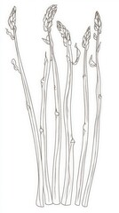 Elegant Asparagus Illustration: A Detailed Botanical Drawing