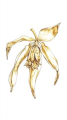 Stunning Golden Yellow Flower Illustration - Detailed Botanical Art Print