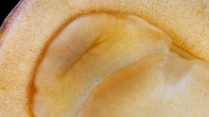 Mollusca Tonicella marmorea under microscope, order Chitonida. Close-up of mouth. They feed on algae, which they scrape off hard substrates. White Sea