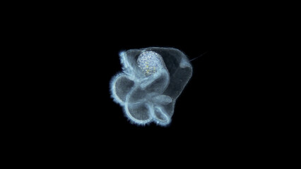 Pilidium larva of worm Heteronemertea under microscope, possibly genus Cerebratulus ssp. With help...