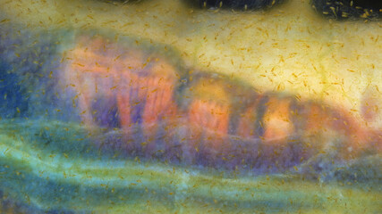 Worm Polychaeta Flabelligera sp., family Flabelligeridae. Known as bristle-cage worms. The photo shows internal organs and filiform papillae with a bottle-shaped thickening at the end. White Sea