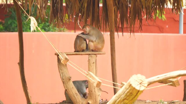 A monkey is sitting on a table and looking at another monkey's ticks.There is another monkey and a little monkey under the table.