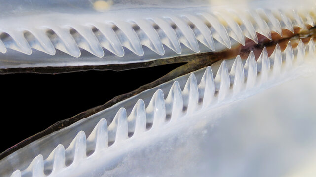 Mollusca Yoldia hyperborea under microscope , order Nuculanida. The photo shows a taxodont or toothed interlocking of shells. White Sea