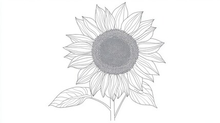 Stunning Black and White Sunflower Illustration - A Detailed Line Art Floral Design