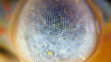 Shrimp Eualus gaimardii under microscope, order Decapoda. Photo shows a compound eye, which is why...