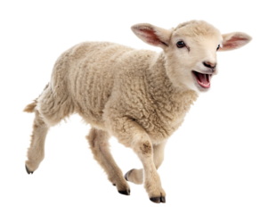 A light beige lamb running with its mouth open on a  isolated on a transparent background Png