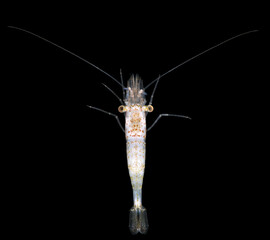 Shrimp Eualus gaimardii close-up, order Decapoda. Family Thoridae. White Sea