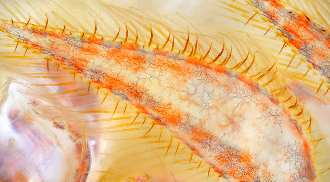 Shrimp Sclerocrangon boreas under microscope, order Decapoda. The photo shows abdominal leg or pleopod. White Sea