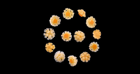 Larvae of starfish Pteraster militaris under microscope, class Pterasteridae. This species is...