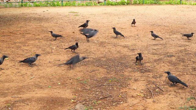 Crows are fighting, some crows are flying in the air