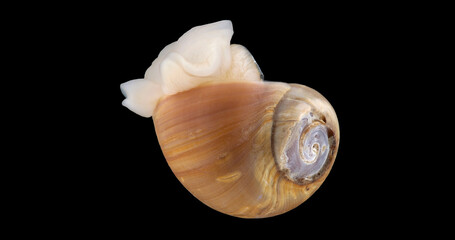 Mollusca Cryptonatica affinis close up, order Littorinimorpha. White Sea