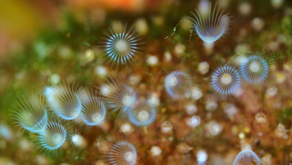 Colony of Bryozoa Flustrellidra hispida under a microscope, family Flustrellidridae. They feed on...