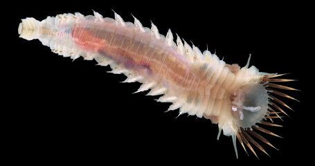 Worm family Pectinariidae under a microscope, genus Pectinaria sp., possibly Pectinaria hyperborea. They build tubular or conical houses out of grains of sand for protection. White Sea