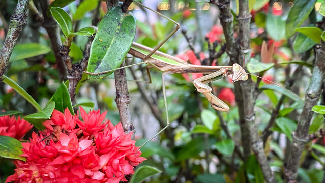 Adult brown mantis is perched and hiding on plants leaf.