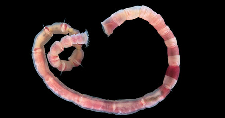 Worm Polychaeta Praxillella praetermissa close up, Maldanidae family. Sample found in White Sea