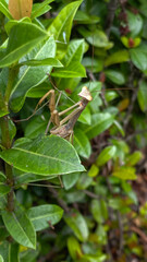 Adult brown mantis is perched and hiding on plants leaf.